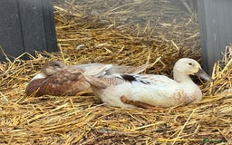 Chickens poultry for sale: CHICKEN AND DUCKS AVAILABLE  - Image 4