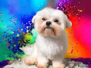 Maltese dogs PROVEN STUNNING SMALL KC MALTESE FOR STUD in Wigan - Advert 9