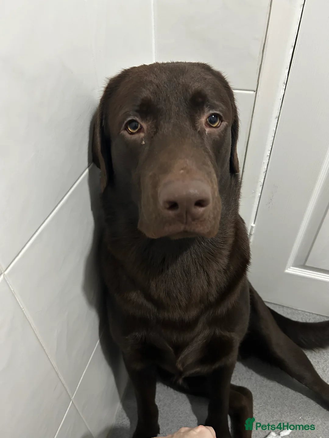 Labrador Retriever dogs for stud: Rolo  - Advert 4