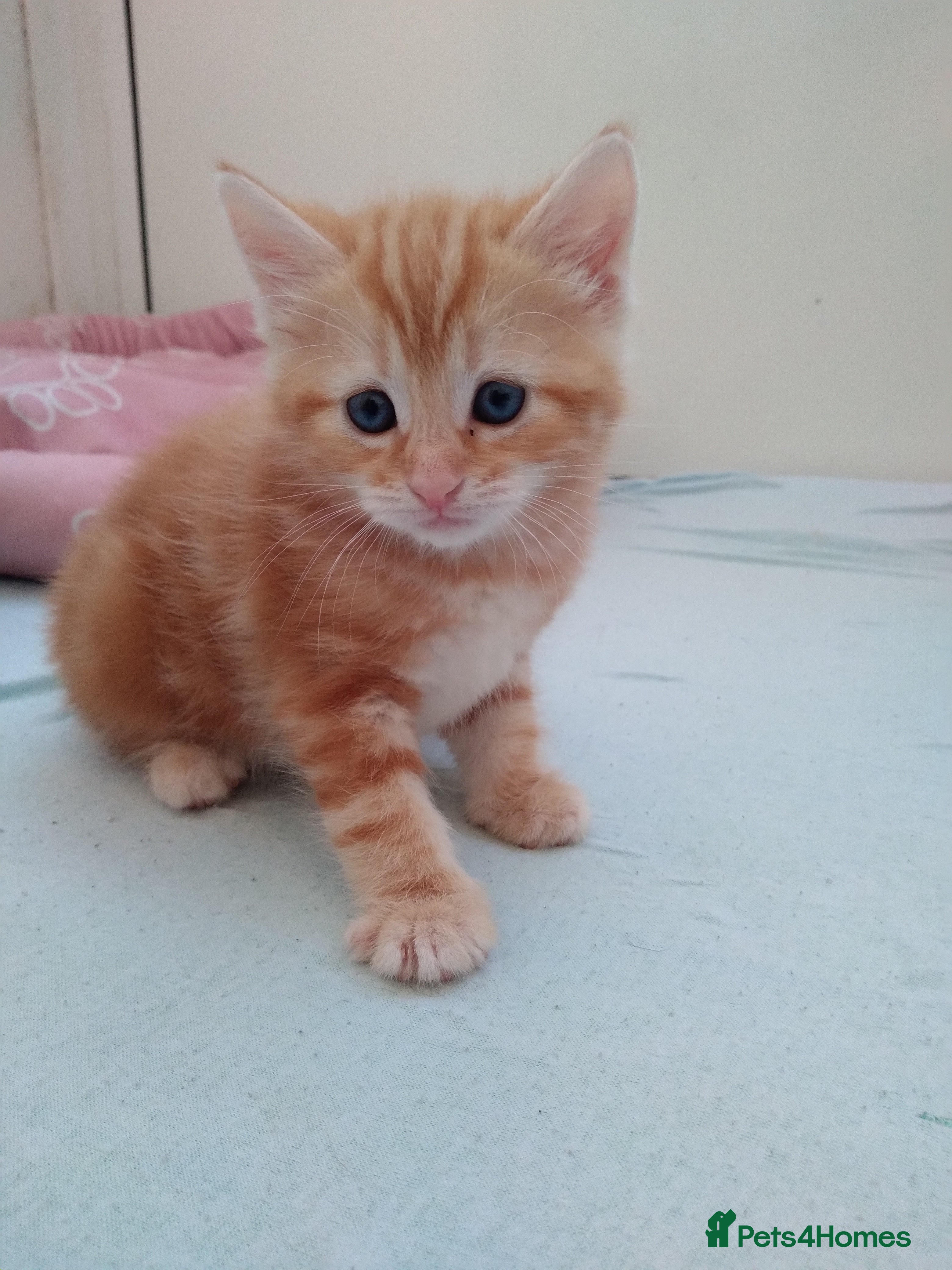 Mixed Breed cats 4 gingrer kittens for sale 3 male and 1 female  - Advert 1
