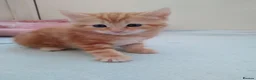 Mixed Breed cats for sale: 4 gingrer kittens for sale 3 male and 1 female  - Advert 1