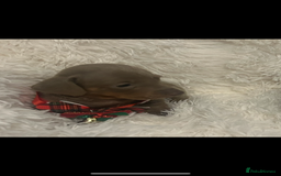 Miniature Dachshund dogs for sale: miniature dachshund puppies - Image 20