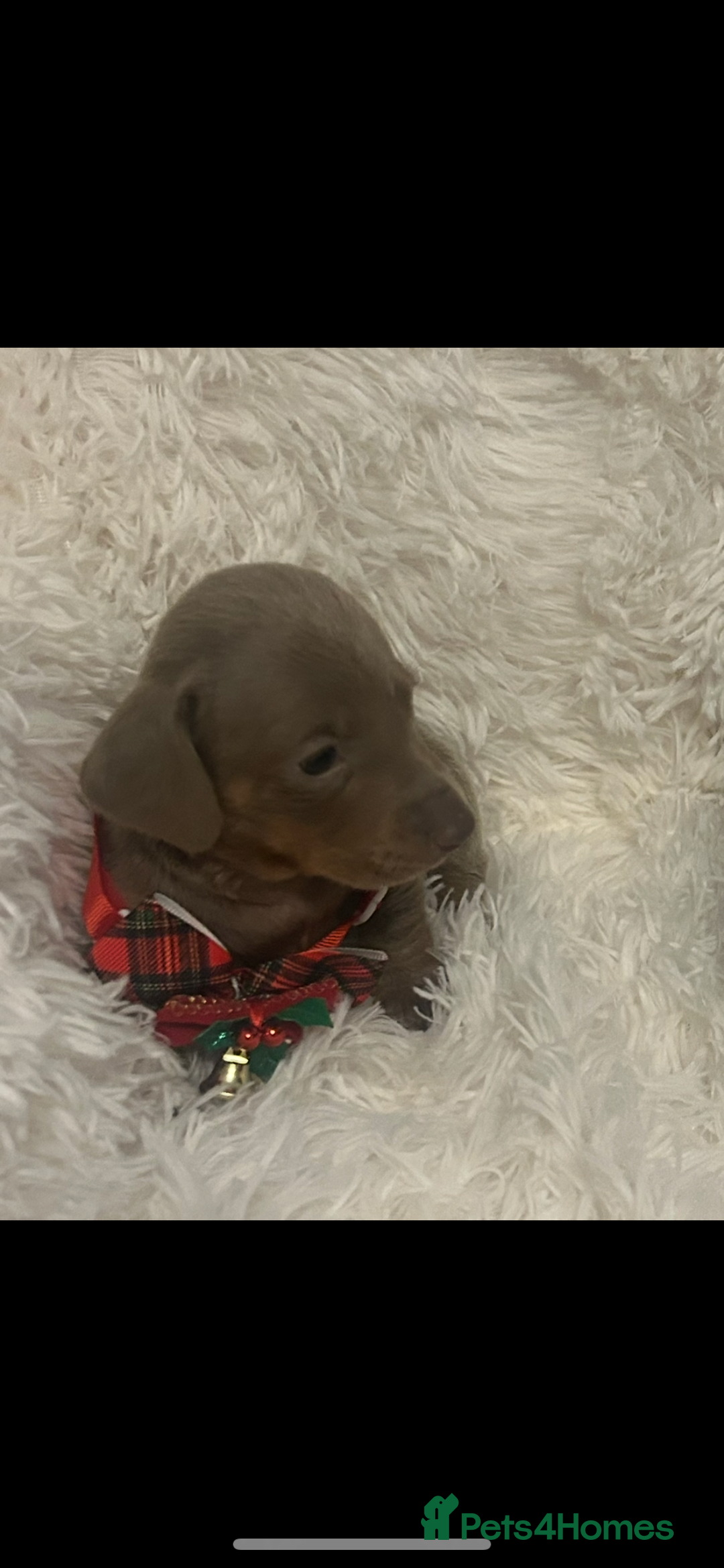 Miniature Dachshund dogs for sale: miniature dachshund puppies - Image 20