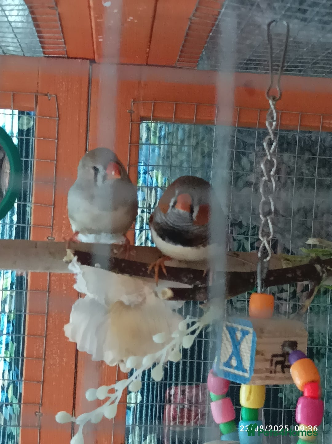 Finches birds for sale: Tall Finch Cage with group of zebra finches - Image 3