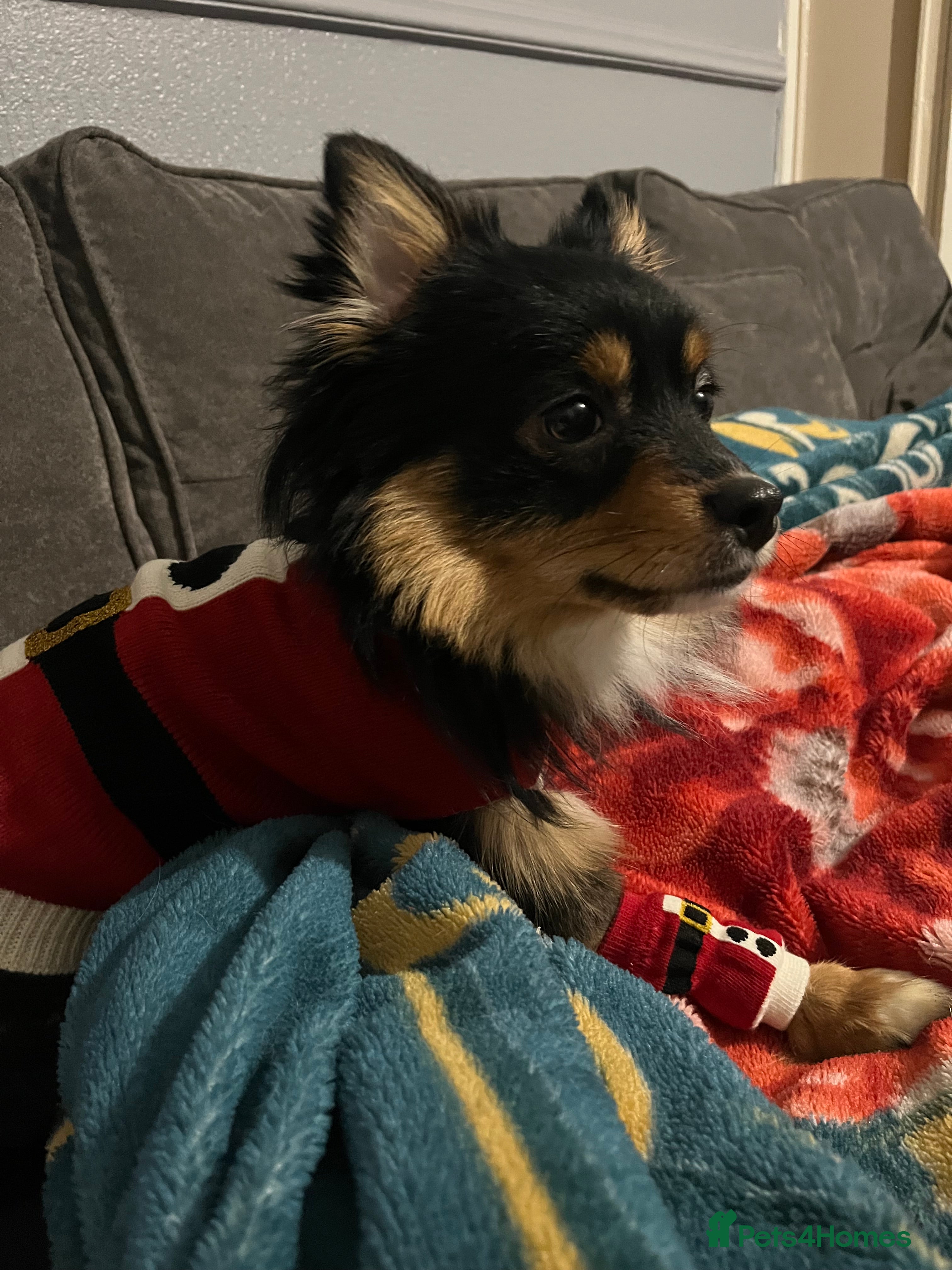 Pomeranian dogs Male Pomeranian  - Advert 17