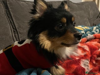 Pomeranian dogs Male Pomeranian - Advert 1