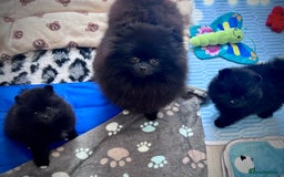Pomeranian dogs for sale: ** TRUE TO TYPE BLACK POMERANIAN PUPPIES ** - Image 17