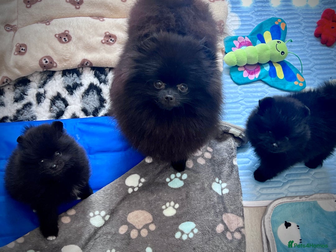 Pomeranian dogs for sale: ** TRUE TO TYPE BLACK POMERANIAN PUPPIES ** - Image 17
