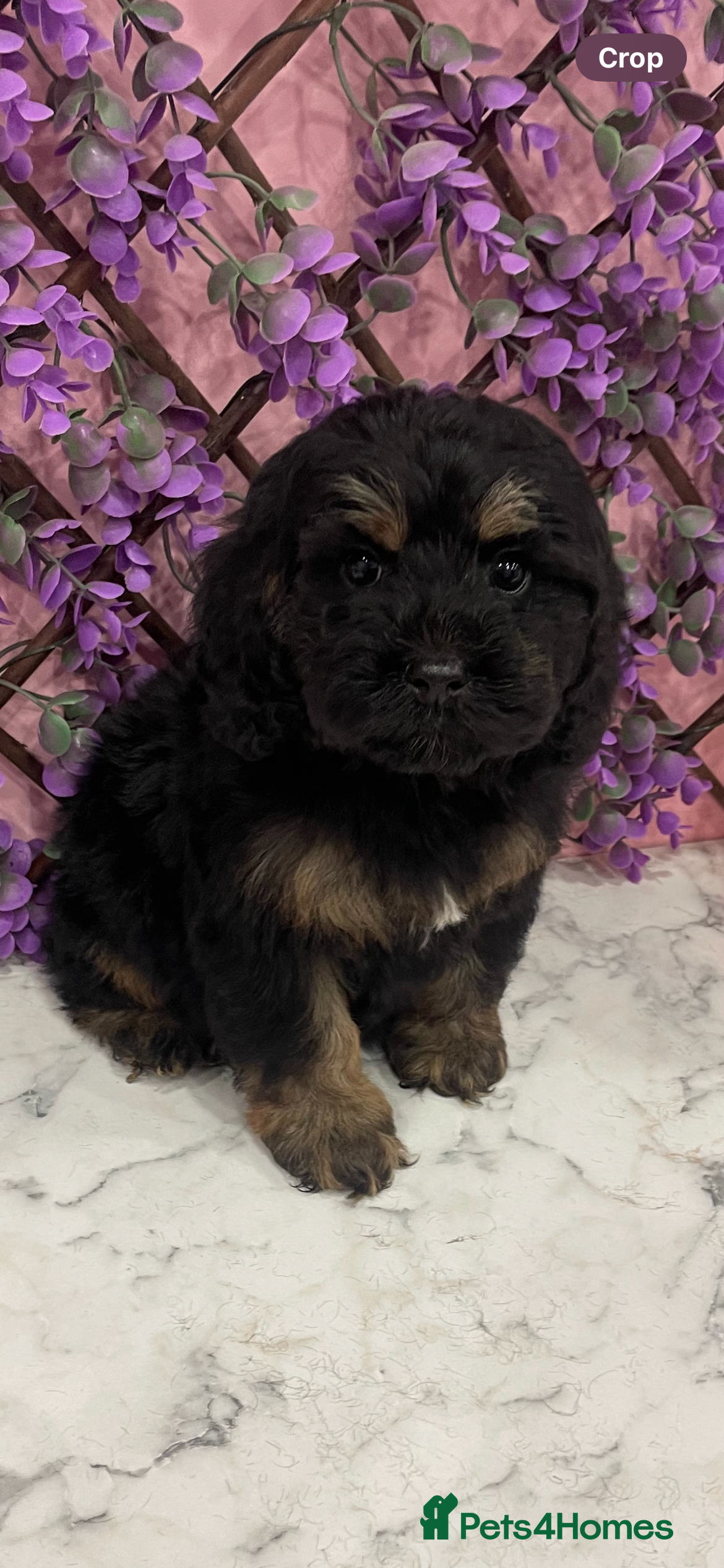 Cavapoo dogs Cavapoos f1 boys and girls  - Advert 6