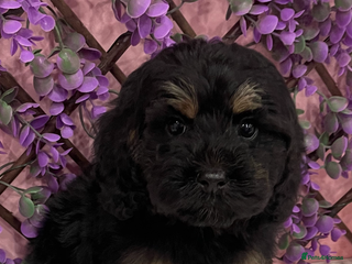 Cavapoo dogs Cavapoos f1 boys and girls - Advert 6