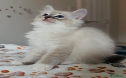 Ragdoll cats for sale: 💙🐾Tica full Pedigree🐾EU Ragdoll 🐱🐾DNA Clear - Image 15