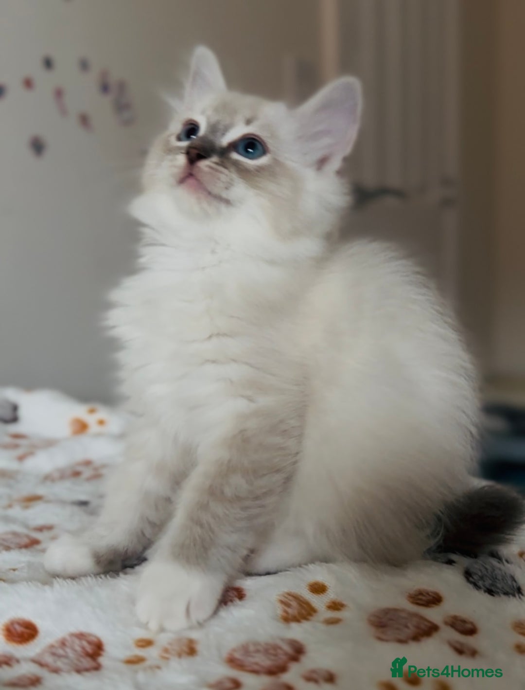 Ragdoll cats for sale: 💙🐾Tica full Pedigree🐾EU Ragdoll 🐱🐾DNA Clear - Image 15
