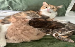 Turkish Angora cats for sale: Two Gorgeous Female Kittens  - Image 10