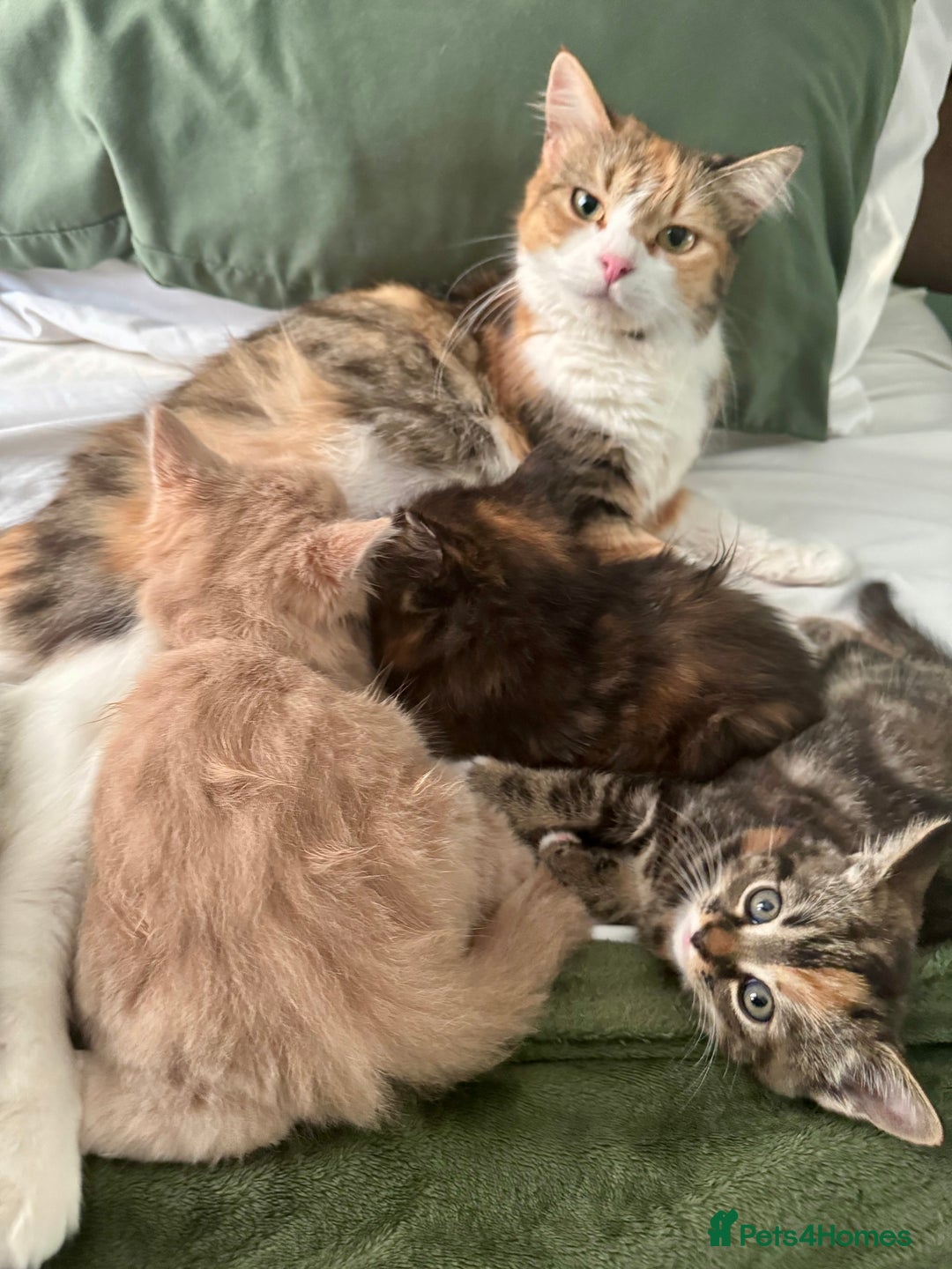 Turkish Angora cats for sale: Two Gorgeous Female Kittens  - Image 10
