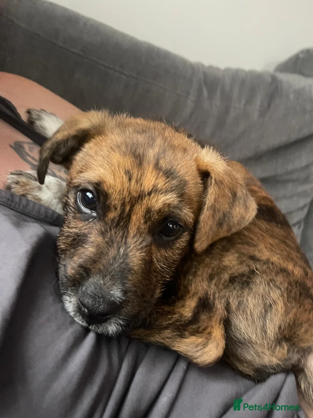 Patterdale Terrier dogs for sale: Patterdale terrier - Advert 1