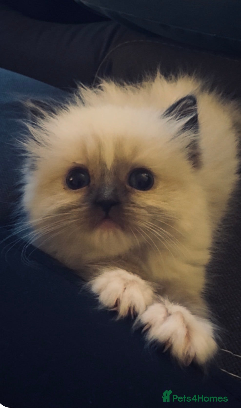 Ragdoll cats Full pedigree Champion line Ragdoll kittens ❤️😻 - Advert 1