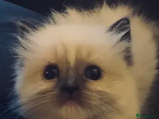 Ragdoll cats Full pedigree Champion line Ragdoll kittens ❤️😻 - Advert 1
