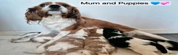 Cavalier King Charles Spaniel dogs for sale: Cavalier King Charles Spaniel Puppies  - Advert 3