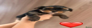 Yorkshire Terrier red girl