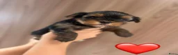 Yorkshire Terrier dogs for sale: KC registered pedigree Yorkshire Terrier - Advert 3