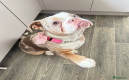 Olde English Bulldogge dogs for sale: Female OEB 11 months old - Image 2