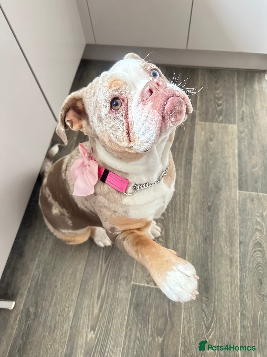 Olde English Bulldogge dogs for sale: Female OEB 11 months old - Image 2