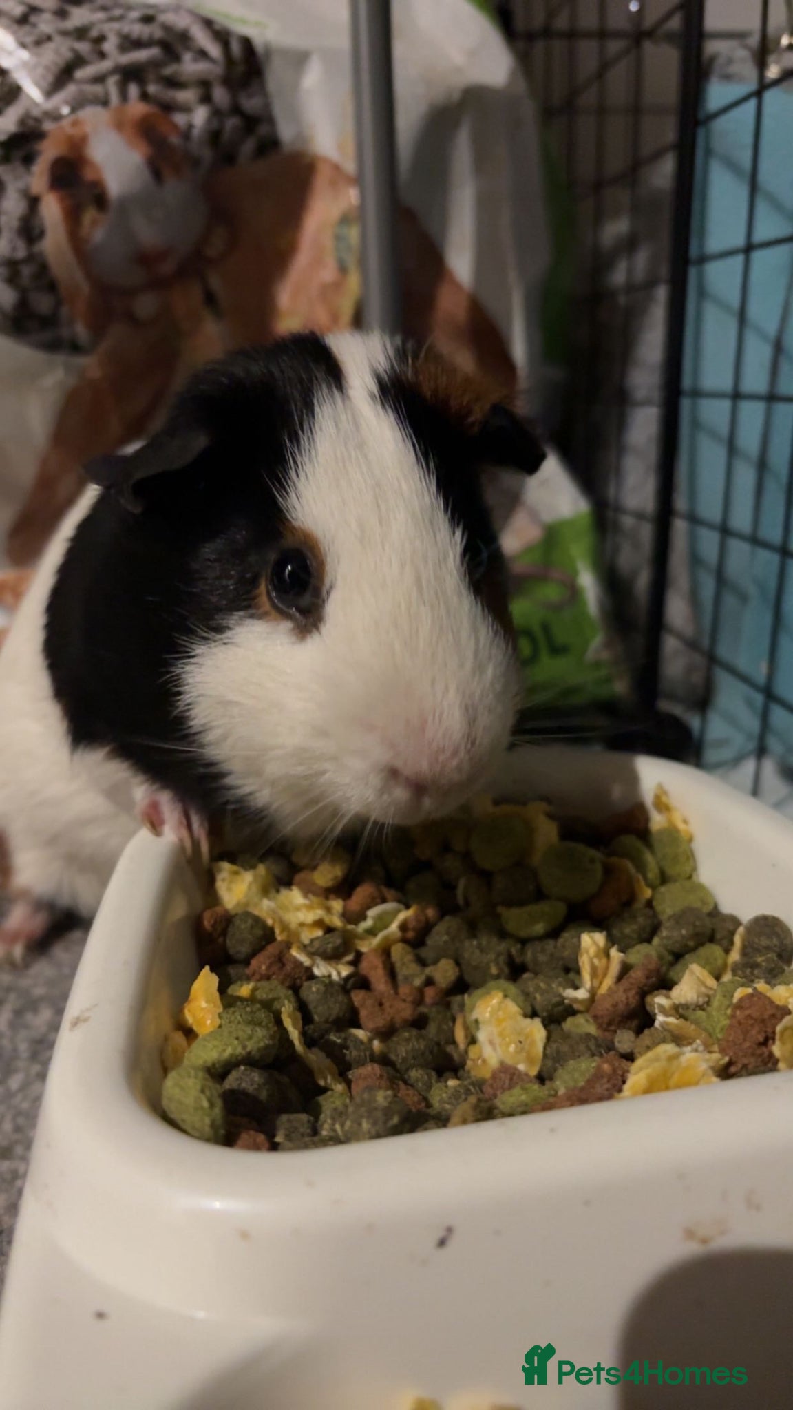 Guinea Pig rodents Two brother guinea pigs  - Advert 1