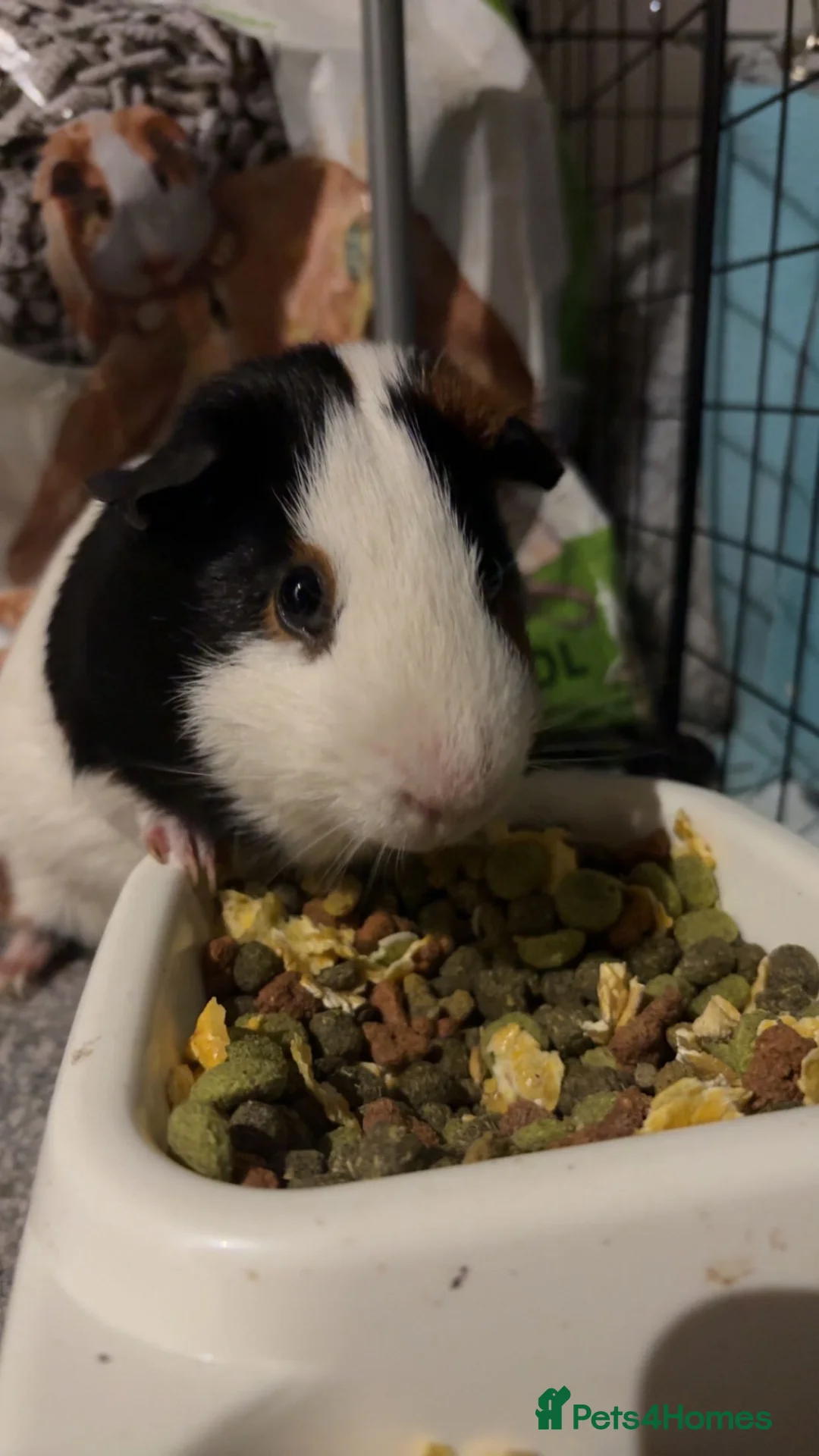 Guinea Pig rodents for sale: Two brother guinea pigs  - Advert 1