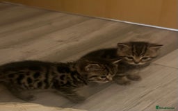 British Shorthair cats for sale: 4 Beautiful British Shorthair cross Kittens  - Image 34