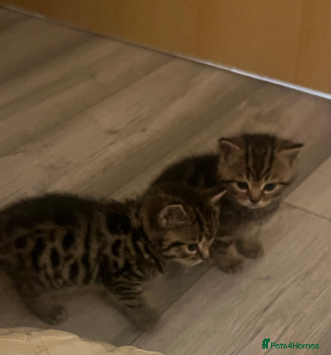 British Shorthair cats for sale: 4 Beautiful British Shorthair cross Kittens  - Image 34