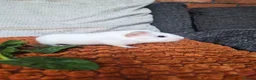 Guinea Pig rodents for sale: Baby guinea pigs - Advert 4