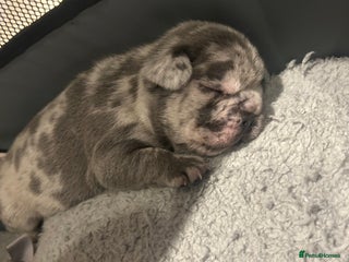 French Bulldog dogs 1 Frenchbulldog boy left❤️🎄 - Advert 1