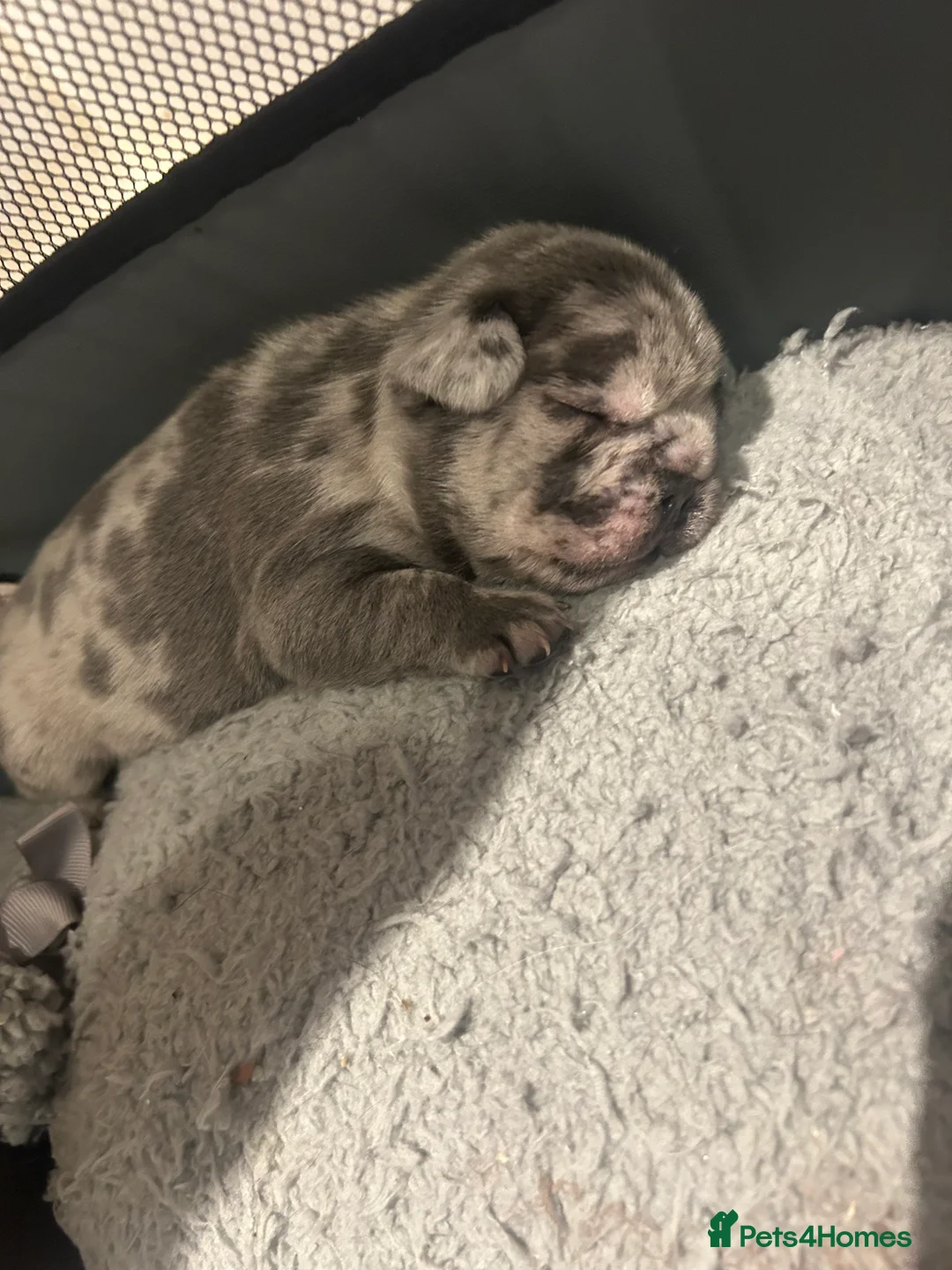 French Bulldog dogs for sale: SOLD. - Advert 1