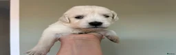 Golden Retriever dogs for sale: Health tested and KC-stunning golden retrievers  - Advert 21