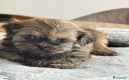 Shih Tzu dogs for sale: Shihtzu pups  - Image 19