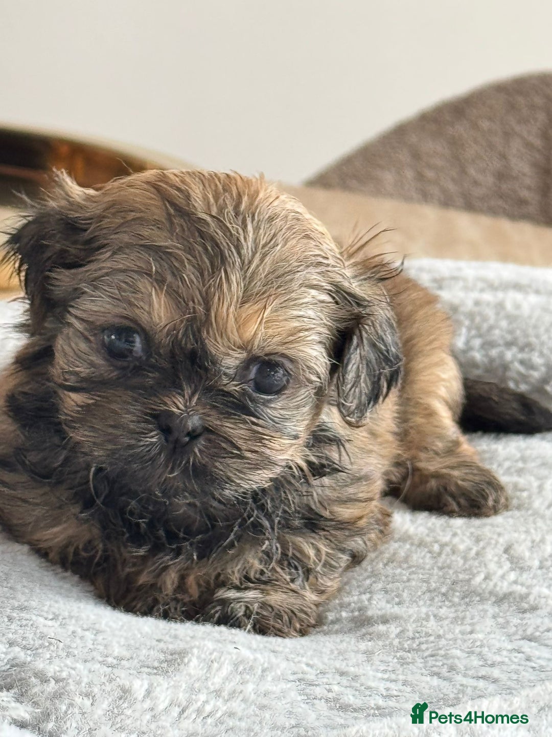 Shih Tzu dogs for sale: Shihtzu pups  - Image 19