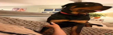 Rottweiler 1