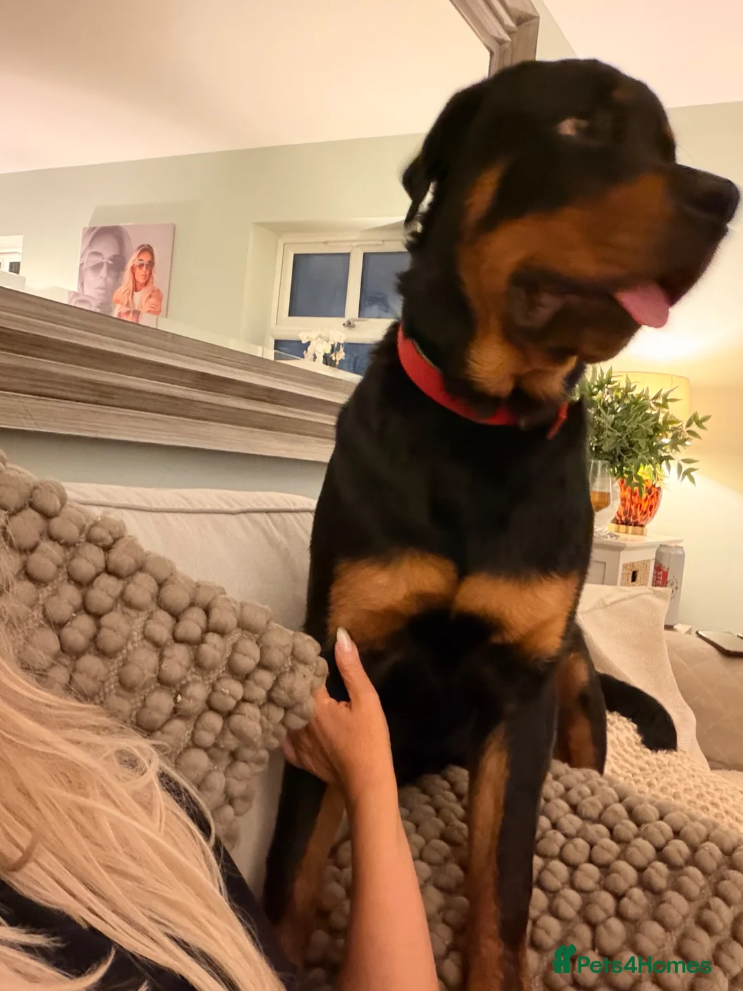 Rottweiler dogs for sale: Rottweiler  - Advert 2