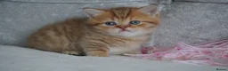 Munchkin cats for sale: 🍇🫐Munchkin Kittens - Advert 14