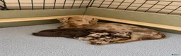 Dachshund dogs for sale: 🐾 Chocolate, Tan & Dapple Dachshund Puppies 🐾 - Advert 3