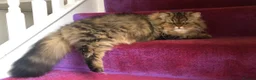Persian cats for sale: ⭐️Dark Tabby Persian Female For Sale  - Advert 12