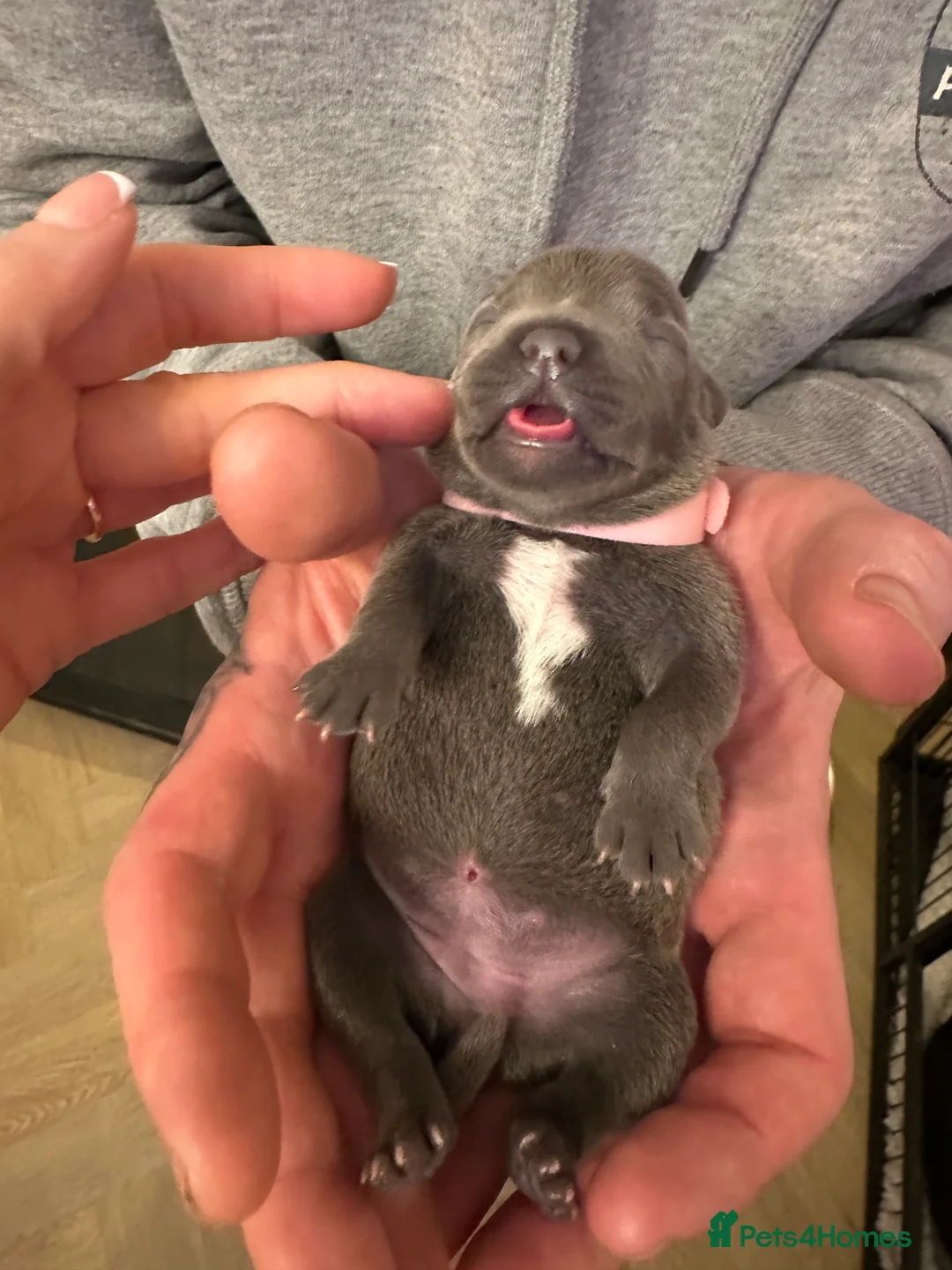 Staffordshire Bull Terrier dogs for sale: Staffordshire Bull Terrier Pups for Sale 🩶 - Advert 11