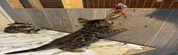 Bengal cats for sale: Pedigree Bengal Kittens  - Advert 9
