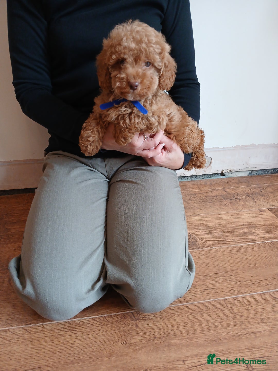 Cockapoo dogs for sale: Cockapoo puppies  - Image 11