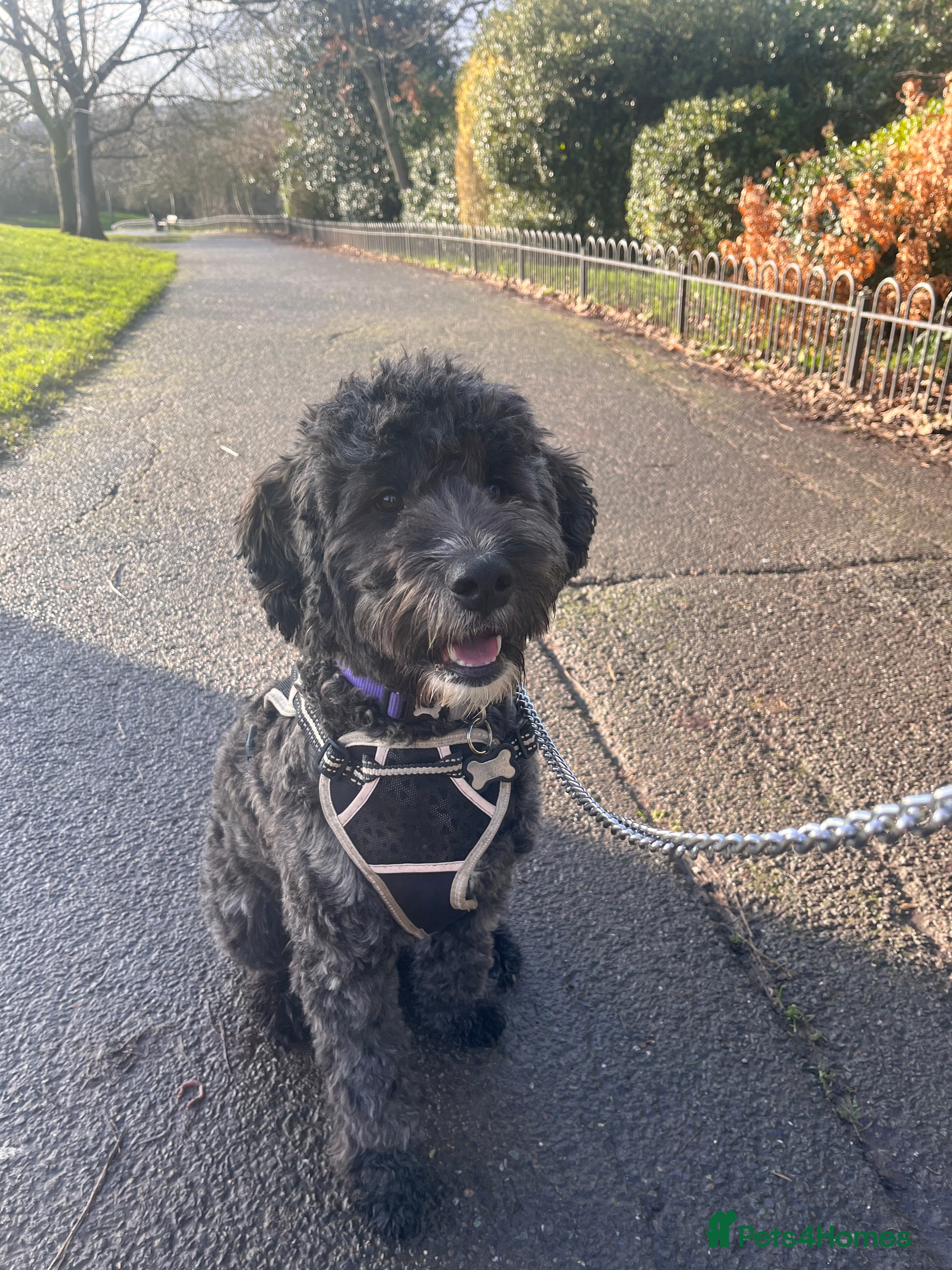 Mixed Breed dogs Loving, trained 8 M/O family dog seeking new home - Advert 1