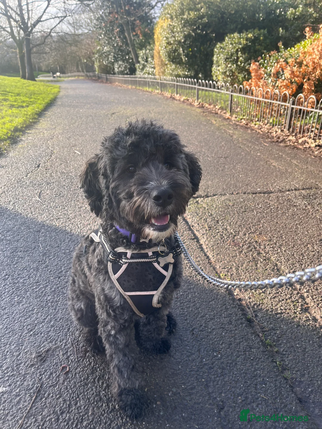 Mixed Breed dogs for sale: Loving, trained 8 M/O family dog seeking new home - Advert 1