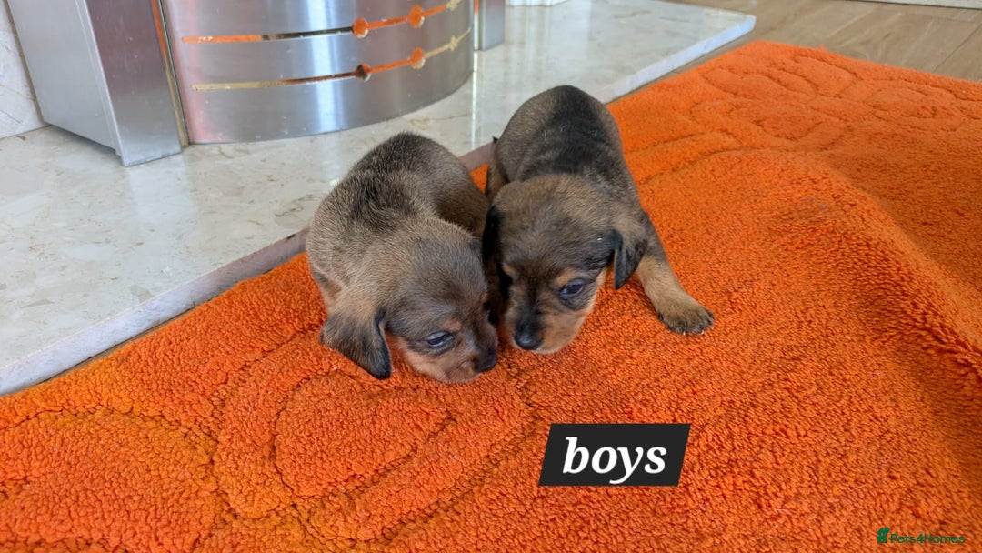 Mixed Breed dogs for sale: 3/4Dachshund X 1/4Jack  - Image 31