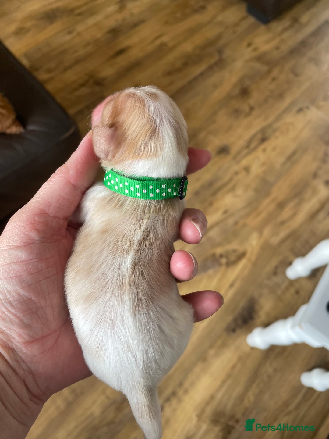 Cavalier King Charles Spaniel dogs for sale: Cavalier King Charles spaniel  - Image 17