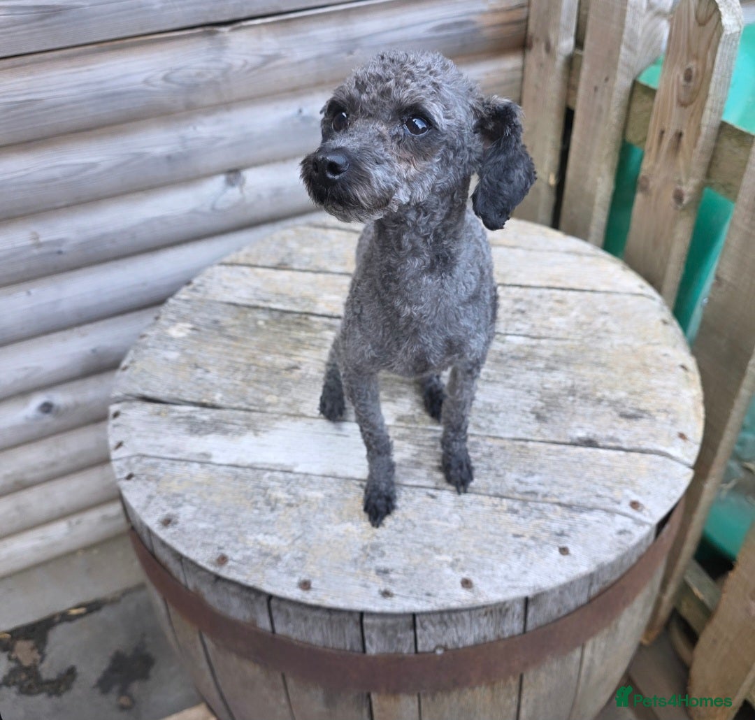 Toy Poodle dogs for stud: Tiny silver kc registered toy poodle stud in Hinckley - Advert 3