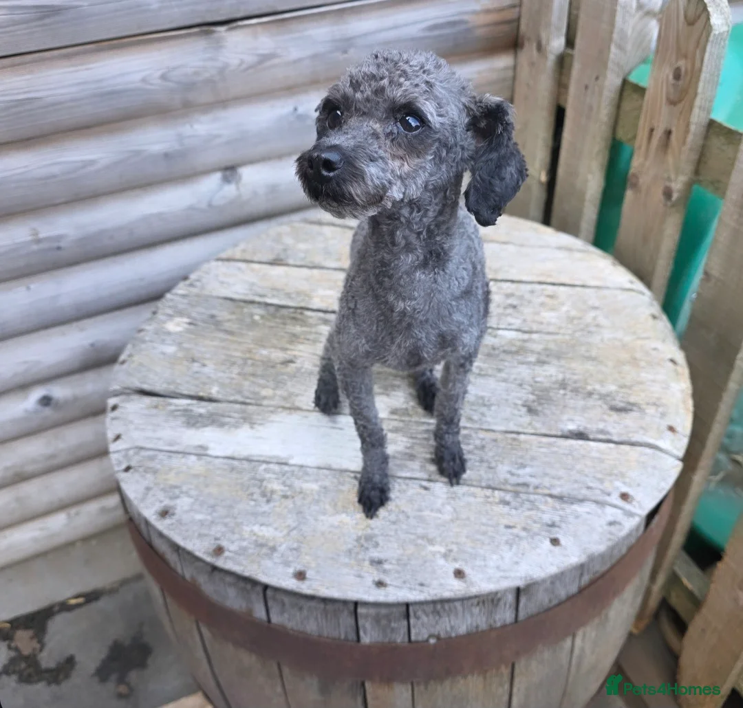 Toy Poodle dogs for stud: Tiny silver kc registered toy poodle stud in Hinckley - Advert 3
